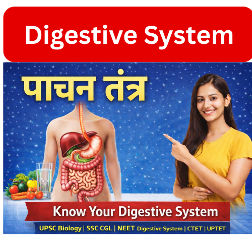 Digestive system