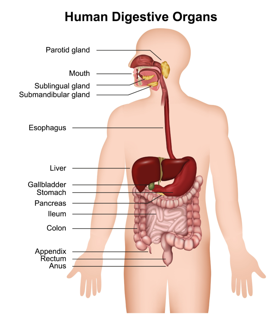 Digestive System